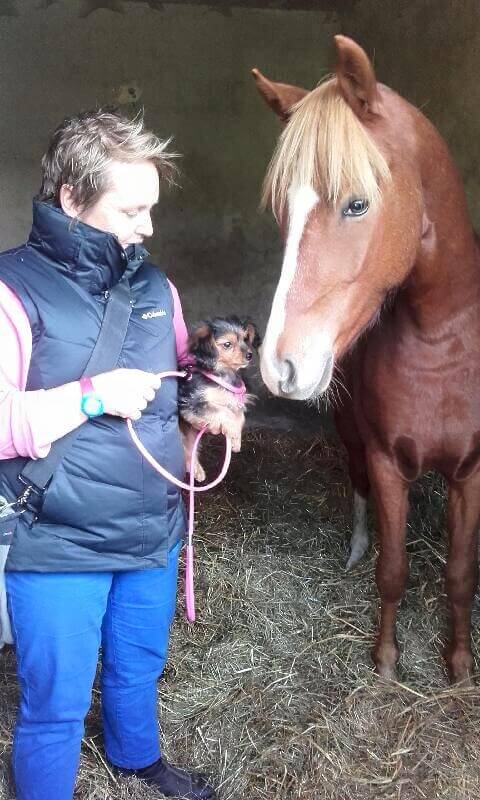 10 conseils pour bien choisir son cheval