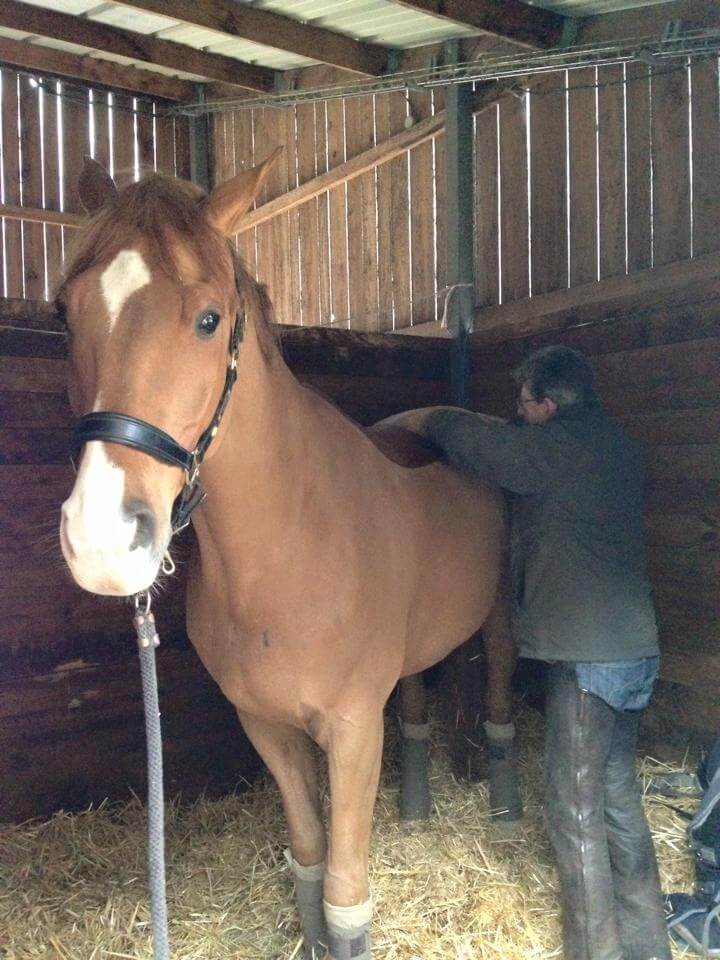 Technique Dressage : Un cheval en bonne condition physique