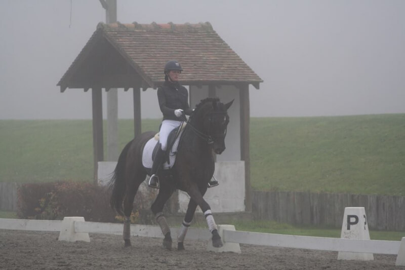 L'importance des fondamentaux en dressage