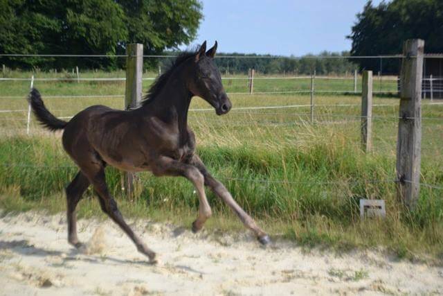 Trois nouveaux arrivants à Pamfou Dressage