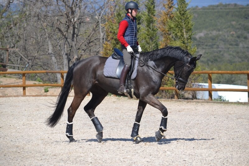 La séance type d'un cheval de dressage