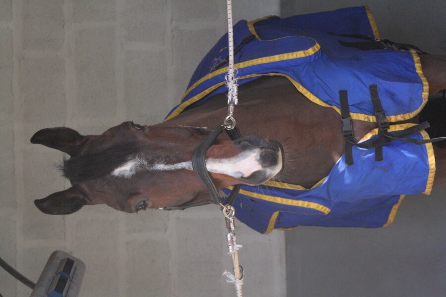 Les soins types du cheval de dressage