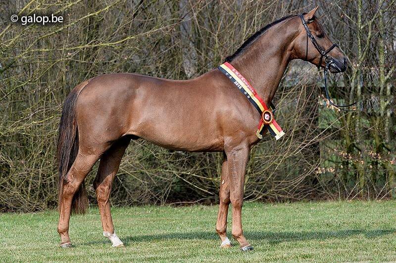 L'étalon Mac Donovan rejoint Pamfou Dressage