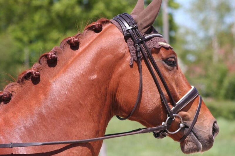 Technique Dressage : La demi pirouette au pas