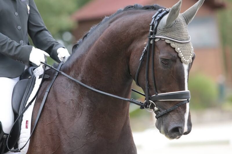 Show Dancer JCD : Un espoir pour Pamfou Dressage ?