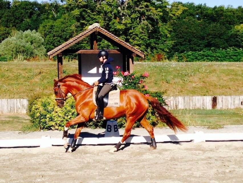 Concours amical de dressage dimanche 16 octobre