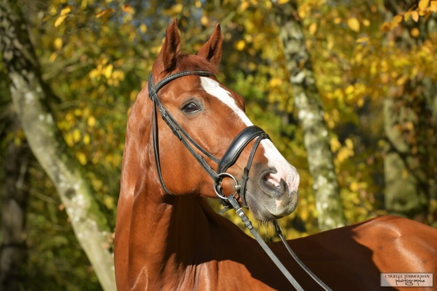 Cheval gagnant en Saint Georges à vendre