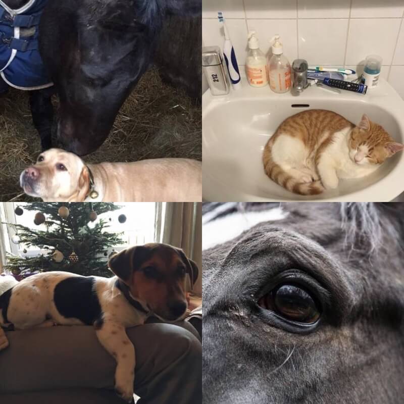 Meilleurs Voeux pour l'année 2017