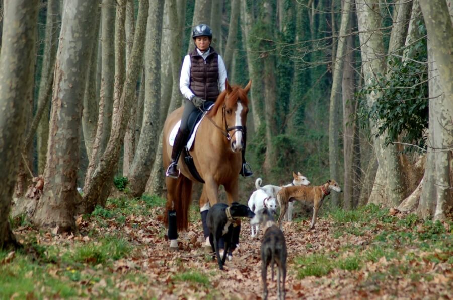 Technique Dressage : La semaine d'entrainement type des champions