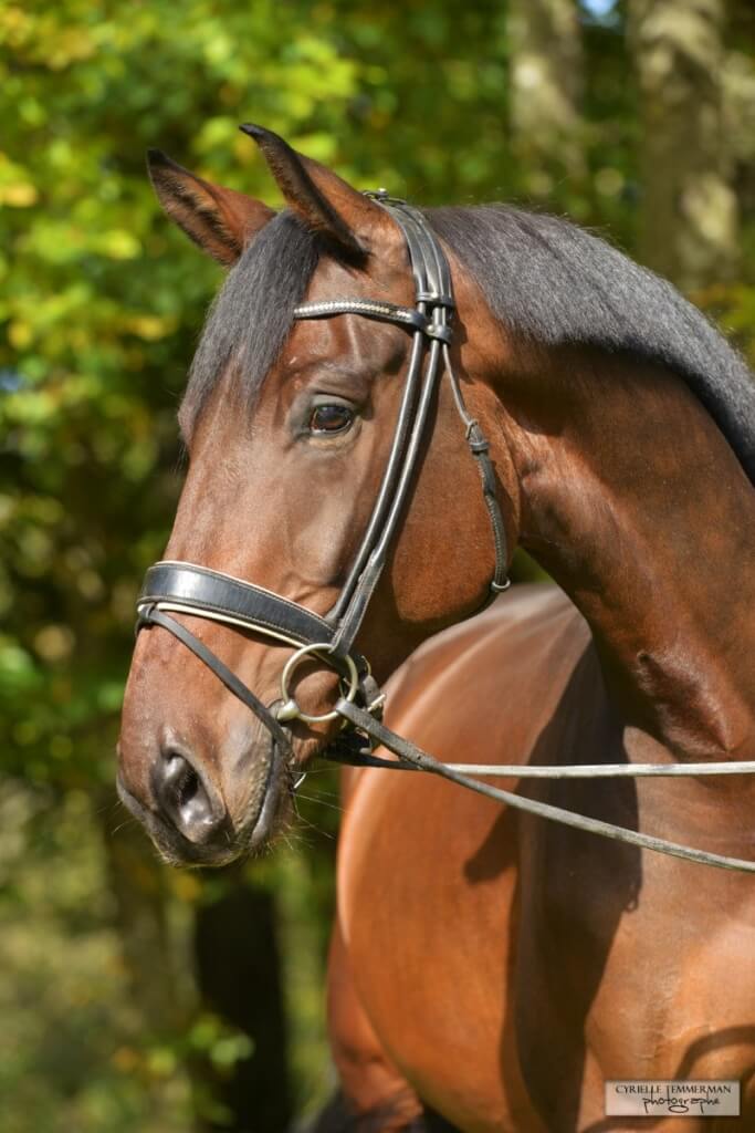 Le fils de Painted Black vendu en Bretagne