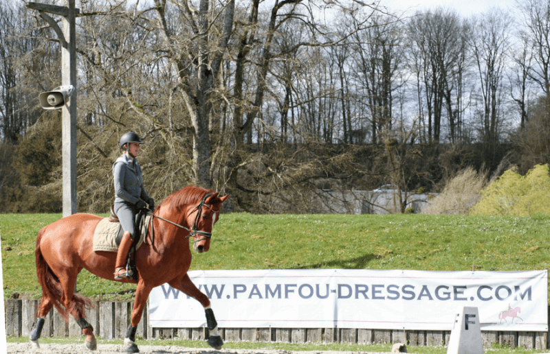 Vendre son cheval de dressage