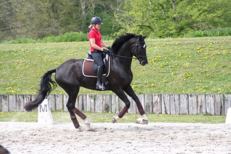 Le Haras de Muschamp en stage à Pamfou Dressage