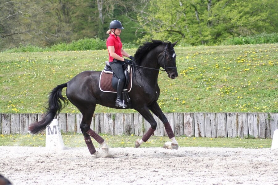 Le Haras de Muschamp en stage à Pamfou Dressage