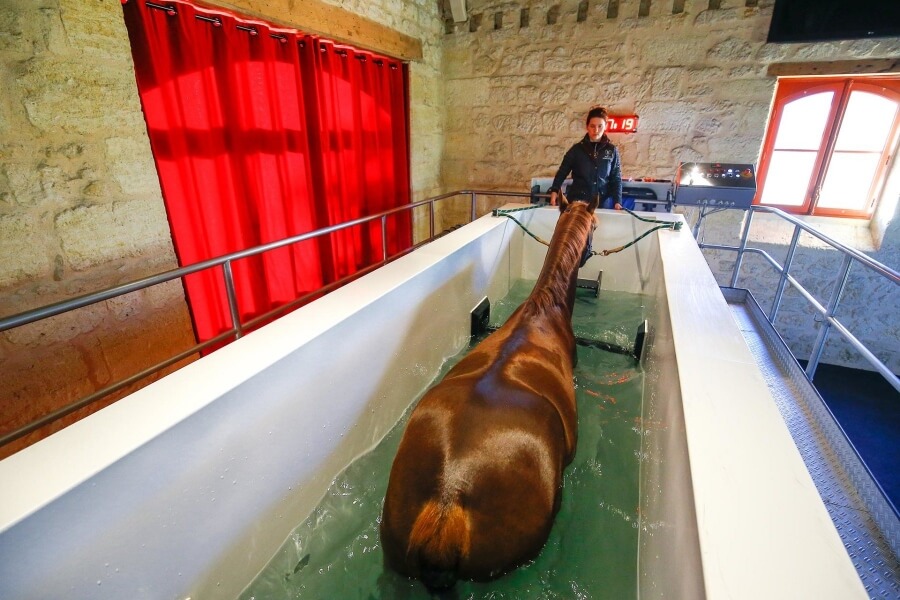 Le Pro Elite Pamfou Dressage met à l'honneur le bien être animal