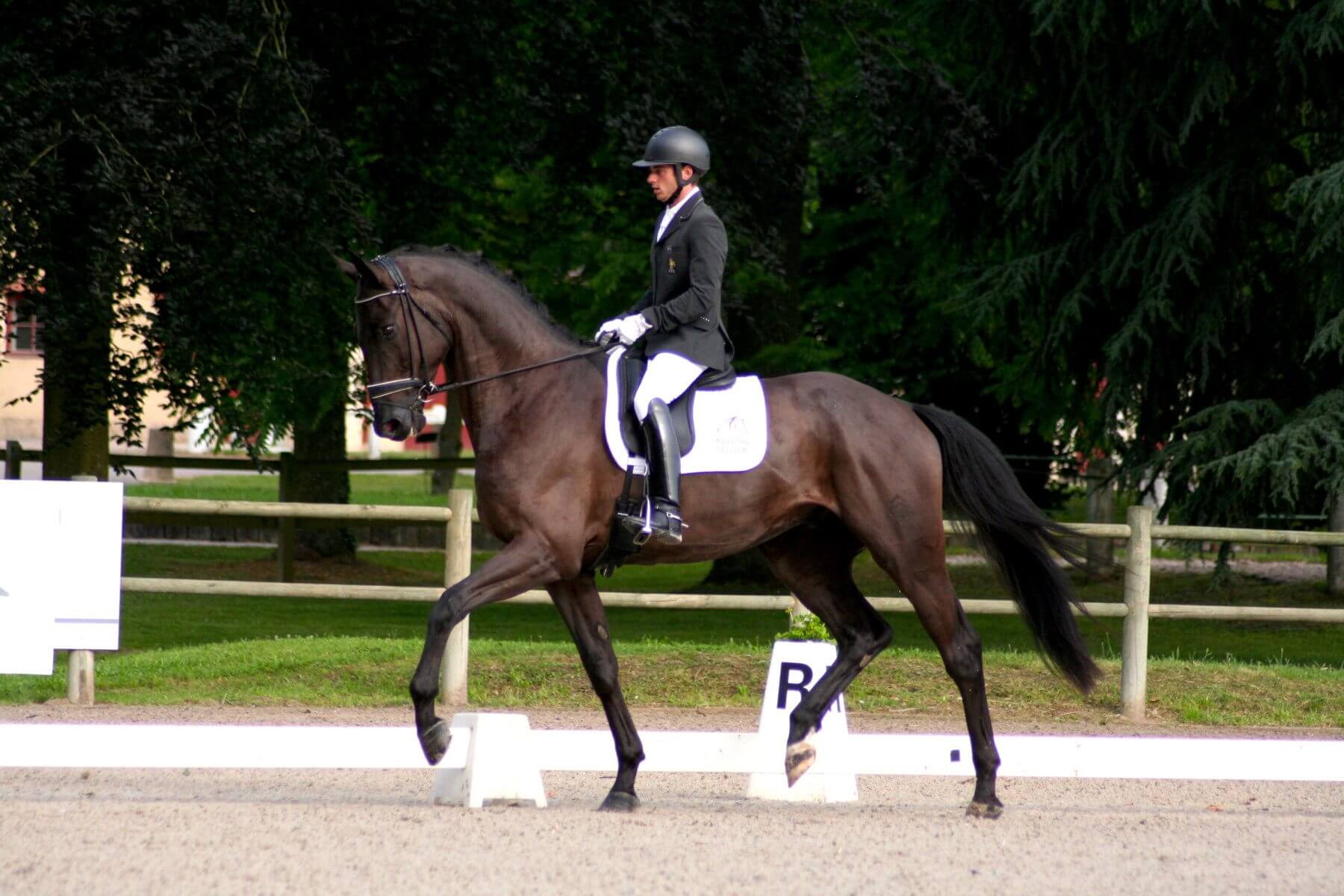 Technique Dressage : bien présenter sa reprise de dressage - Blog