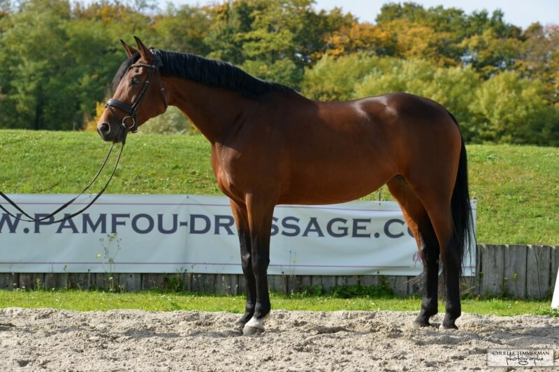 Divertimento vendu, Zocraat exporté en Corée du Sud