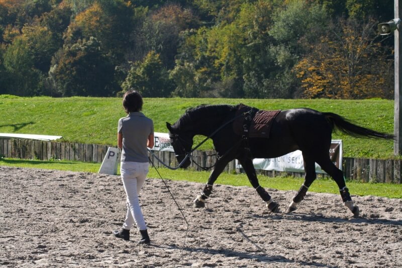 Technique Dressage : Le travail en longe