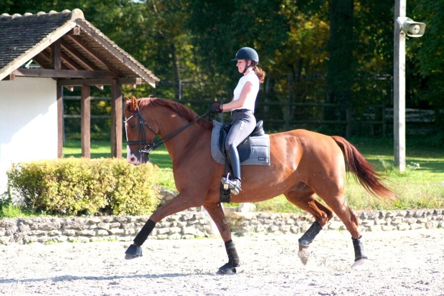 Technique Dressage : la position des jambes
