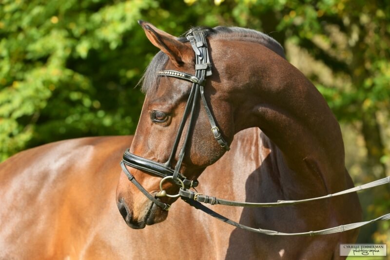 Frontline à la conquête de l'Amérique