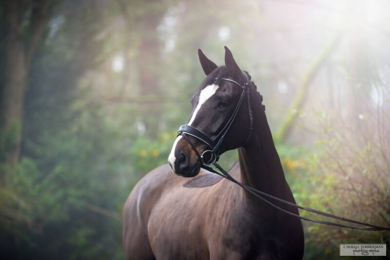 Pamfou Dressage recherche des chevaux à vendre
