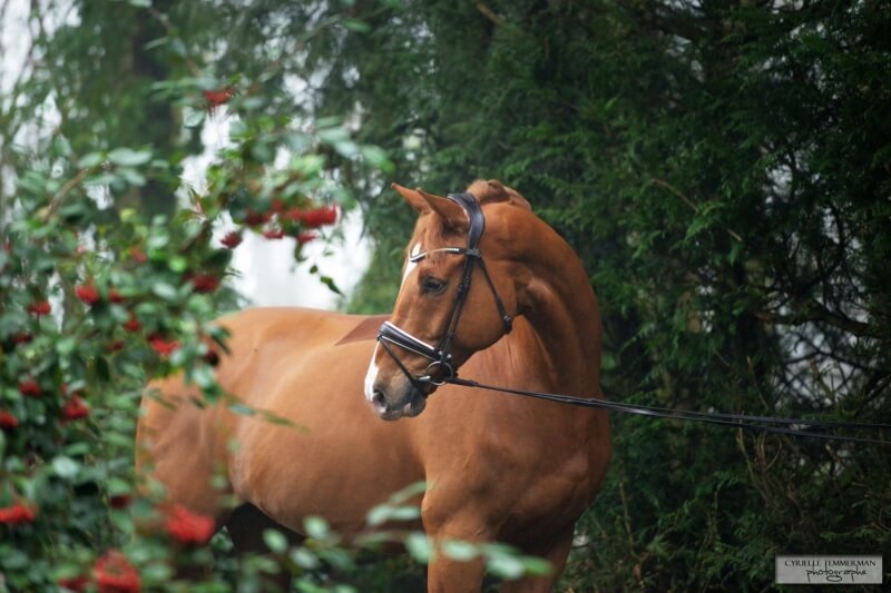 Le Grand National du Mans écourté pour l'équipe de Pamfou