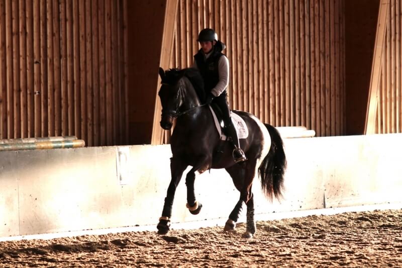 Technique Dressage : De l'importance des transitions