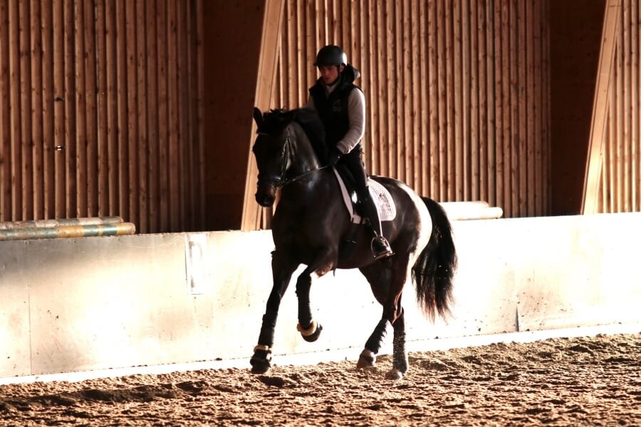 Technique Dressage : De l'importance des transitions