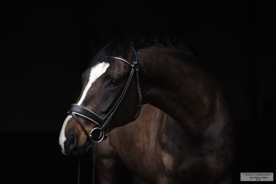 1er Saint Georges à 70% pour Show Dancer JCD