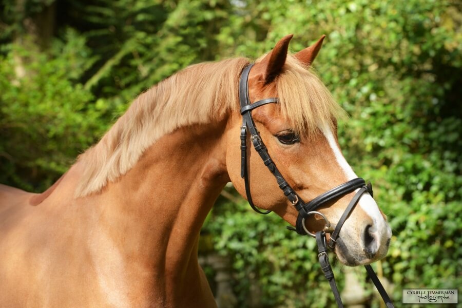 Cinq chevaux vendus au mois de Juillet