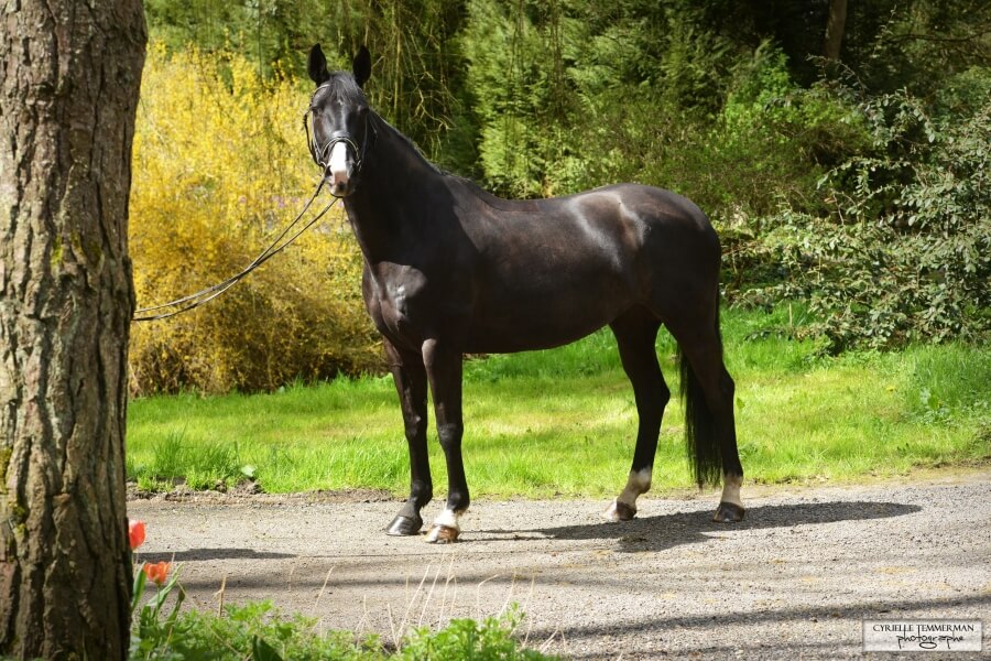 Sugar Babe LH rejoint une nouvelle famille