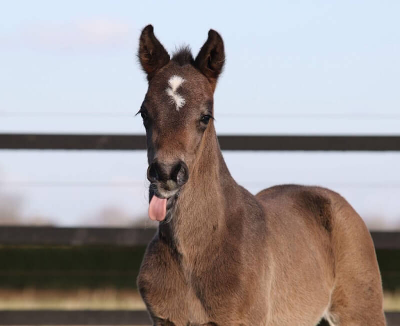 Foals par Floris Prince et Negro vendus