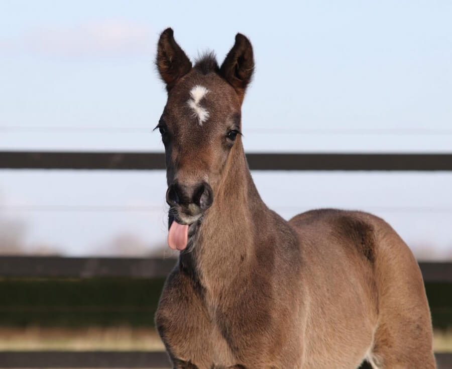 Foals par Floris Prince et Negro vendus