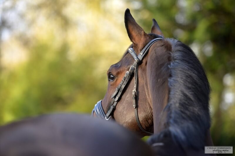 Nouveaux chevaux à vendre à Pamfou Dressage