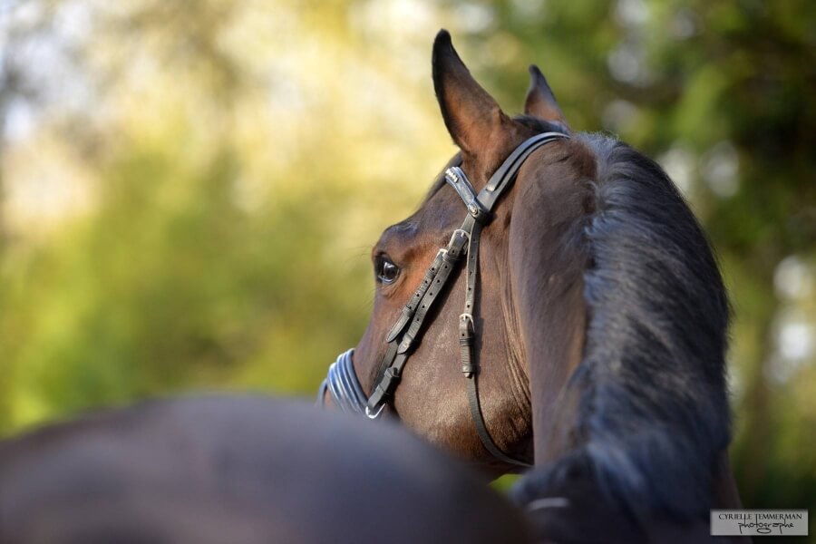 Nouveaux chevaux à vendre à Pamfou Dressage