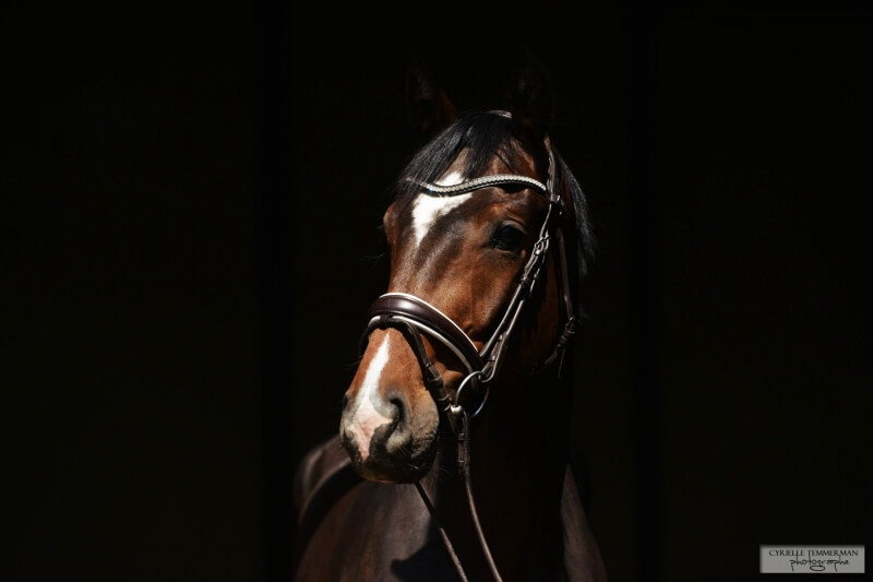 Spirou et Shakira vendus