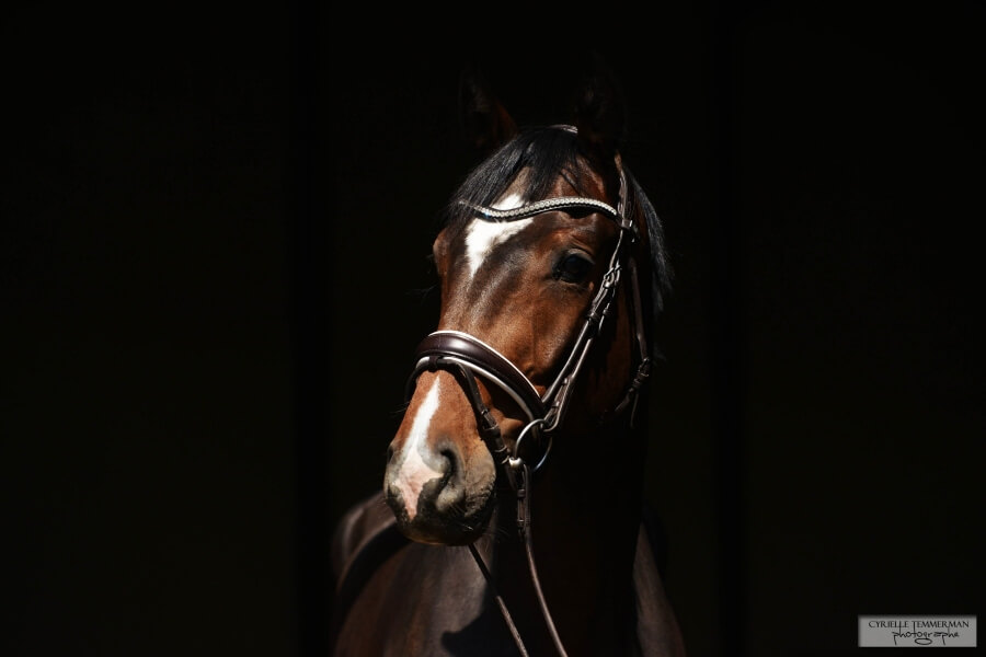 Spirou et Shakira vendus