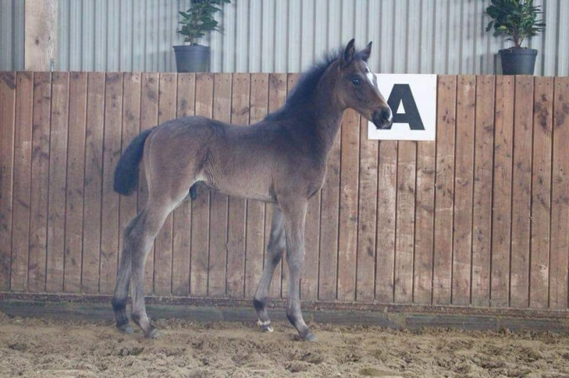 Trouvez le foal de vos rêves avec Pamfou Dressage