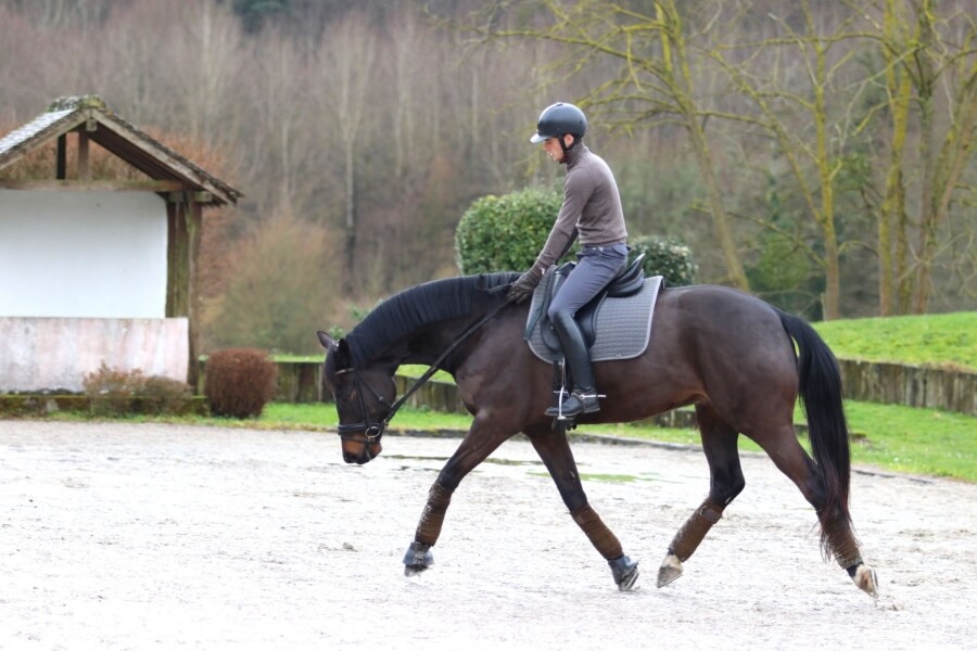 Technique Dressage : L'extension d'encolure