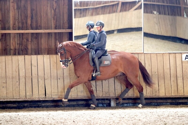 Trois chevaux à vendre performants aux Bréviaires
