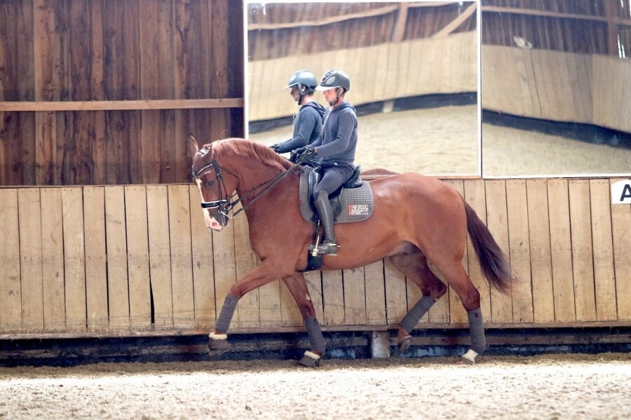 Trois chevaux à vendre performants aux Bréviaires