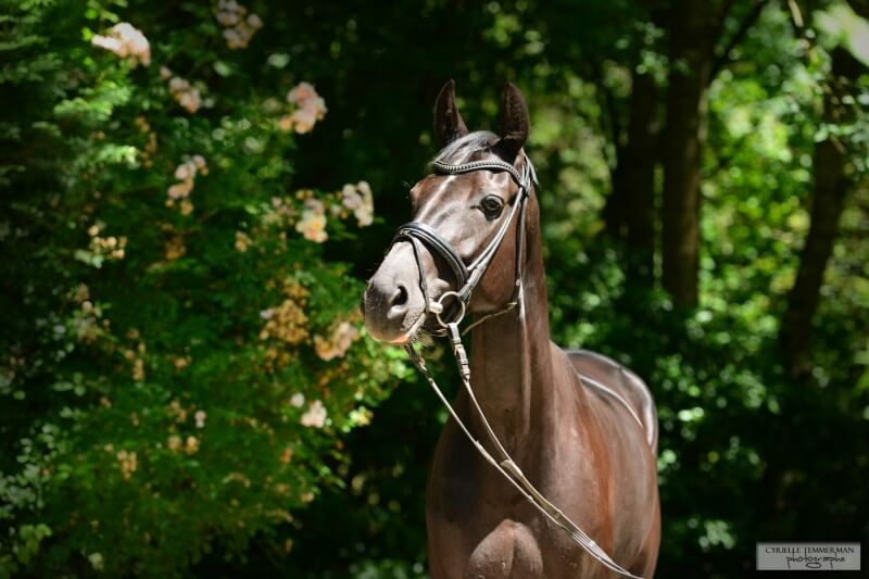 Nouvelle jument hanovrienne pour l'équipe de Pamfou Dressage