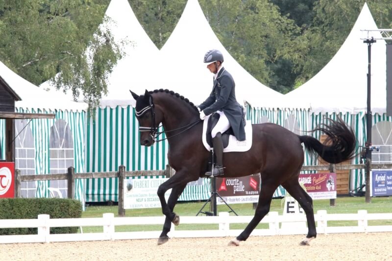 Stage de dressage à Vannes 23 septembre