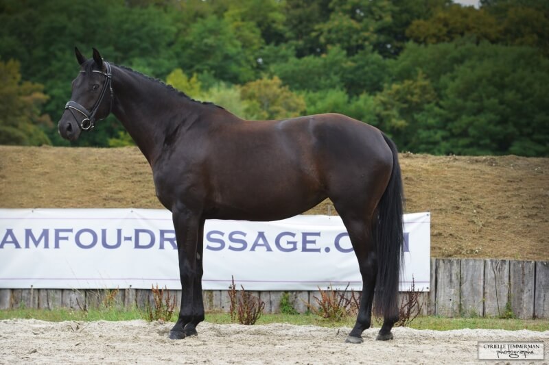 La journée type d'un cheval à Pamfou Dressage