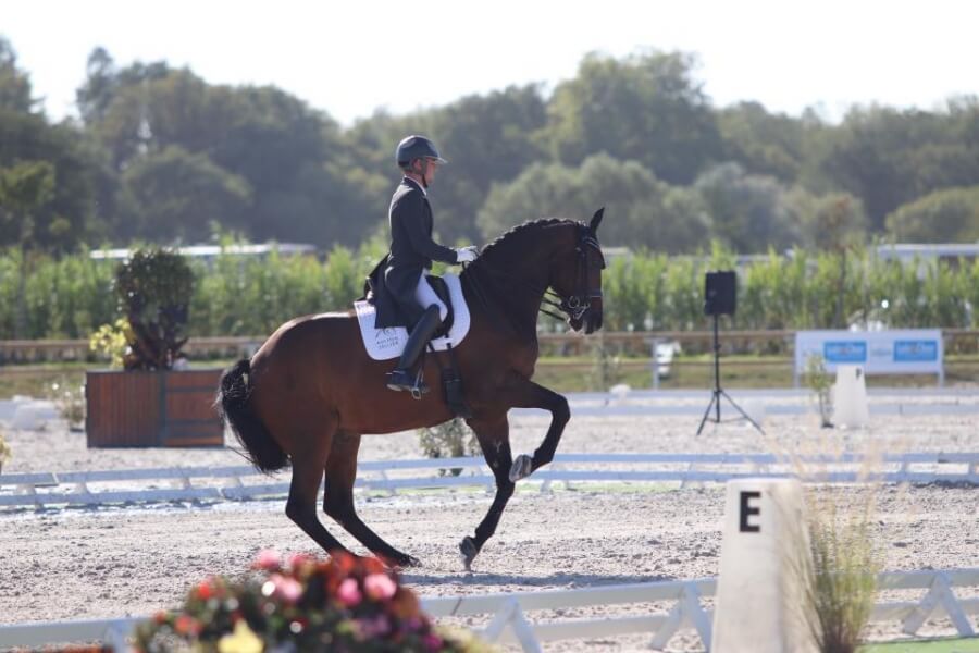 Technique Dressage : Activité et Réactivité