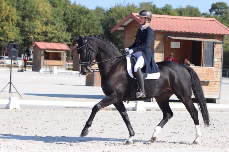 Pamfou Dressage cherche des chevaux à vendre