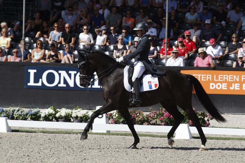 Technique Dressage : L'attitude