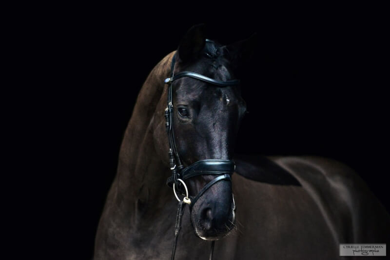 Technique Dressage : Comment gérer un cheval chaud