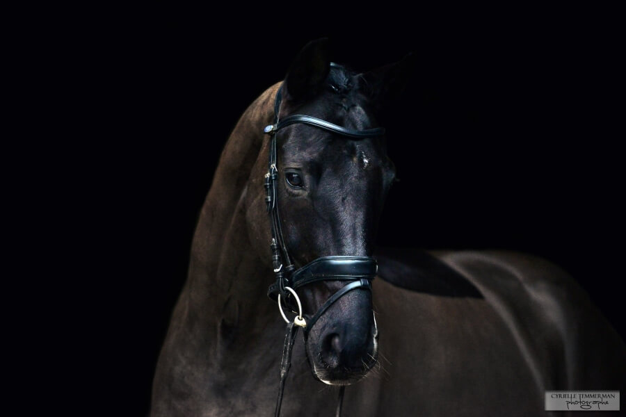 Technique Dressage : Comment gérer un cheval chaud