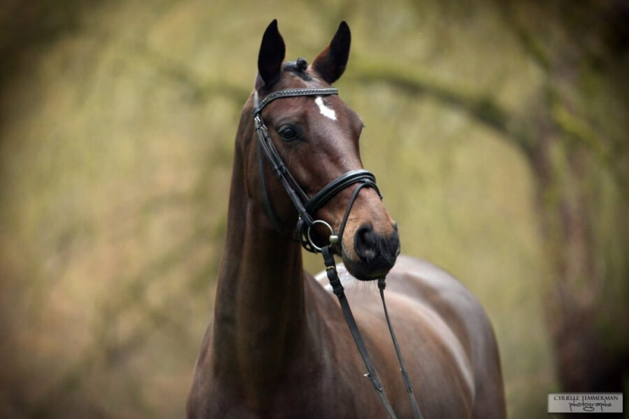 Deux chevaux vendus au mois de Janvier