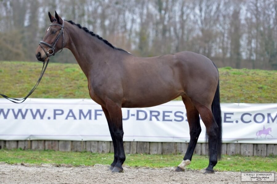 Nouveaux chevaux à vendre